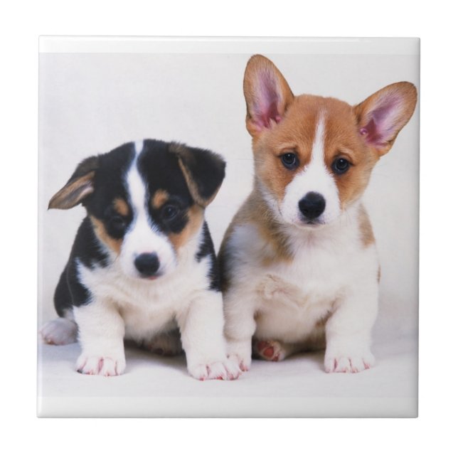 Corgi Puppies Ceramic Tile (Front)