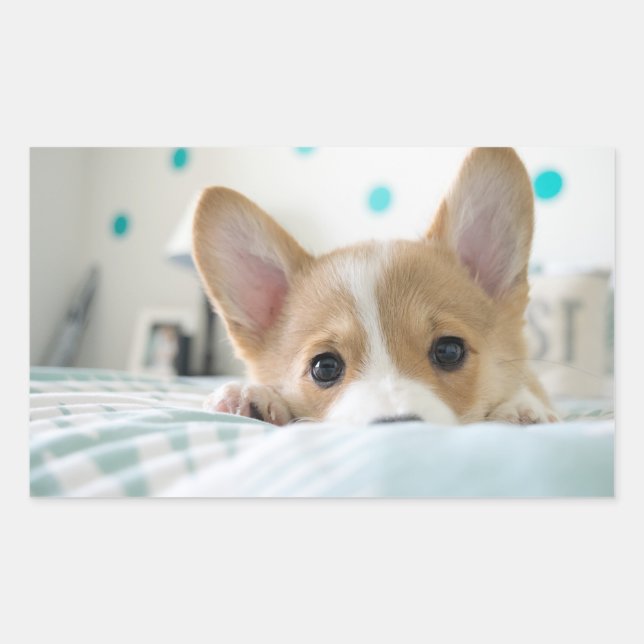 corgi puppy sticker (Front)
