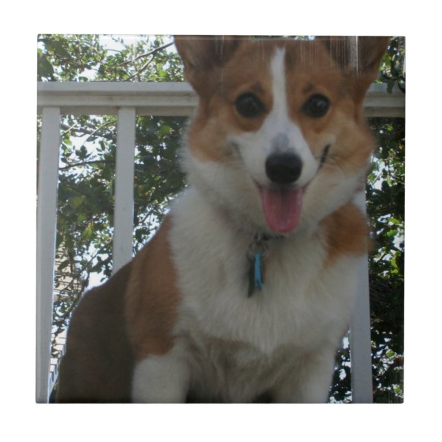 Corgi Puppy Tile (Front)