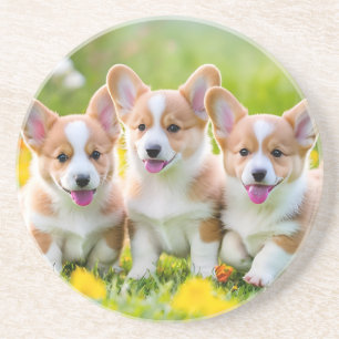Corgies playing in the grass coaster