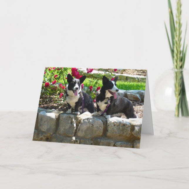 corgis card (Front)