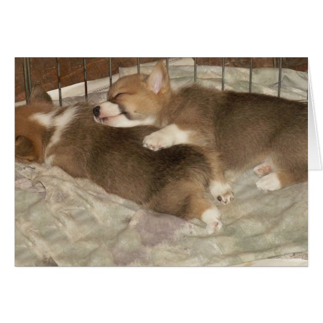 Corgis dormant (Devant horizontal)