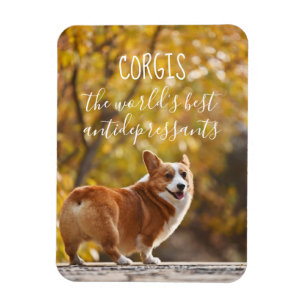 Corgis The World's Best Antidepressants Magnet