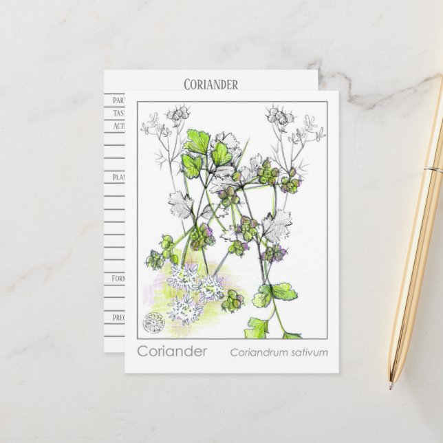Coriander Medicinal Cooking Herb Plant Study Postcard (Front/Back In Situ)