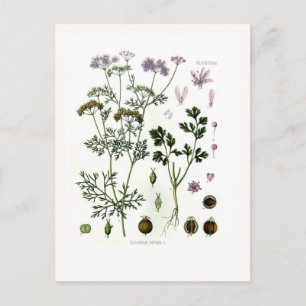 Coriander Postcard