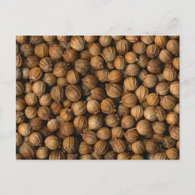 Coriander Postcard (Front)