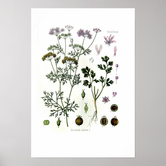 Coriandrum sativum poster (Front)