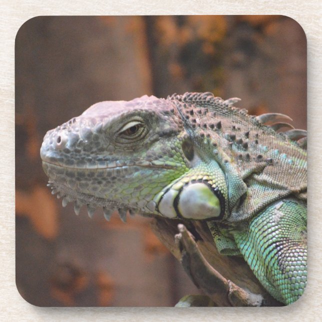 Cork Coaster with colourful Iguana lizard (Front)