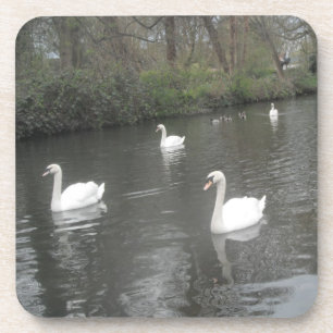 Cork Coasters Swans River Swimming