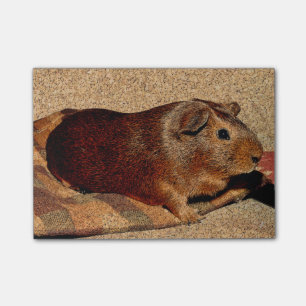 Corkboard Look Guinea Pig Post-it Notes
