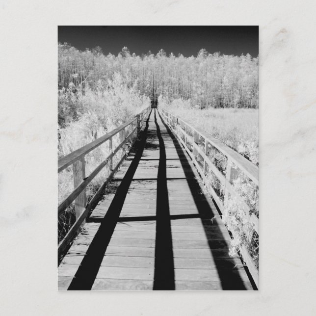 Corkscrew Swamp Sanctuary boardwalk, Florida, Postcard (Front)