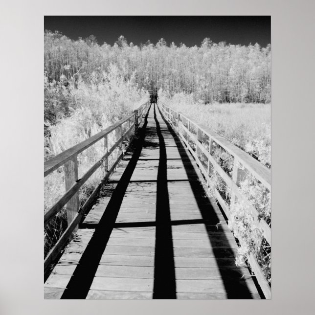Corkscrew Swamp Sanctuary boardwalk, Florida, Poster (Front)