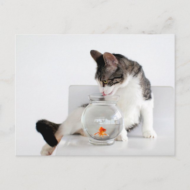Corky the Cradle Cat Postcards (Front)