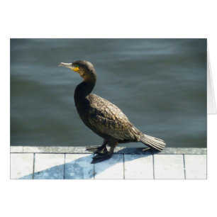 Cormorant