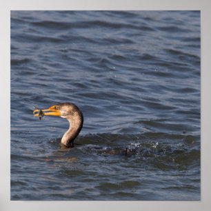 Cormorant à aigrettes avec Poster