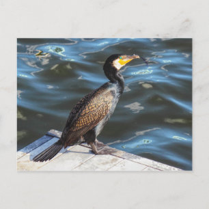 Cormorant at Cardiff Bay, Cardiff, Wales Postcard