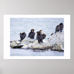 Cormorant Birds Waterscape Poster