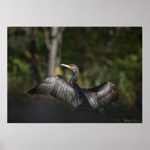 Cormorant Nature Photo Poster
