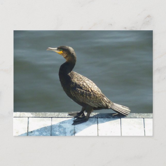 Cormorant Postcard (Front)
