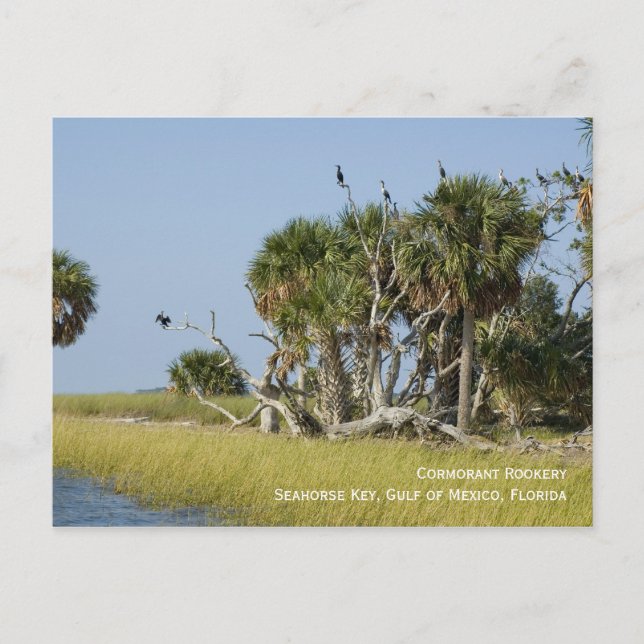 Cormorant Rookery Postcard (Front)