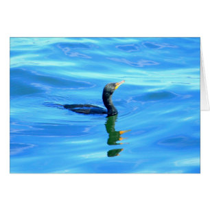 Cormorant swimming