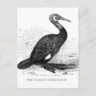 Cormorant Vintage Bird Wildlife Drawing Postcard