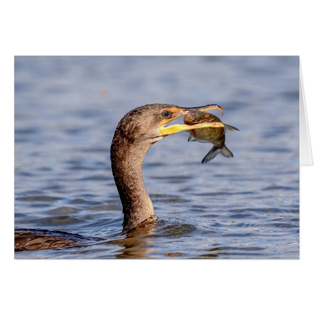 Cormorant with a fish (Front Horizontal)