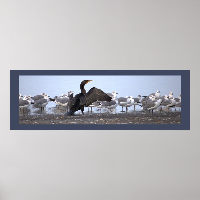 Cormorant with Seagulls Poster (Front)