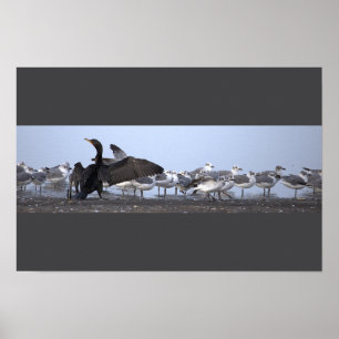 Cormorant with Seagulls Poster