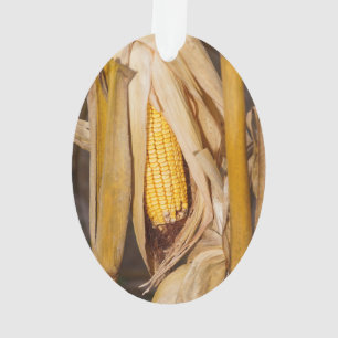 Corn Cobb On Stalk Ornament