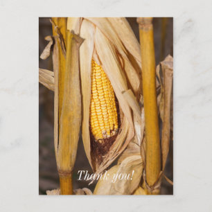 Corn Cobb On Stalk Thank You Postcard