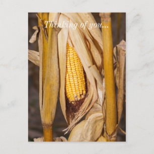 Corn Cobb On Stalk Thinking Of You Postcard