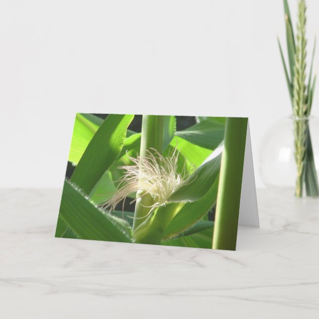 "Corn feathers" Card (Front)