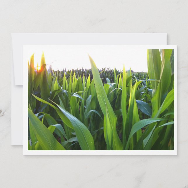 Corn Field Harvest Photo Invitation Template (Front)