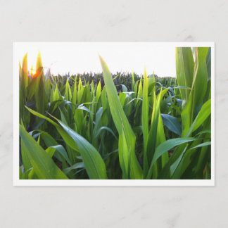 Corn Field Harvest Photo Invitation Template
