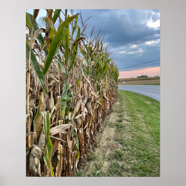 Corn Field Photo Poster  (Front)