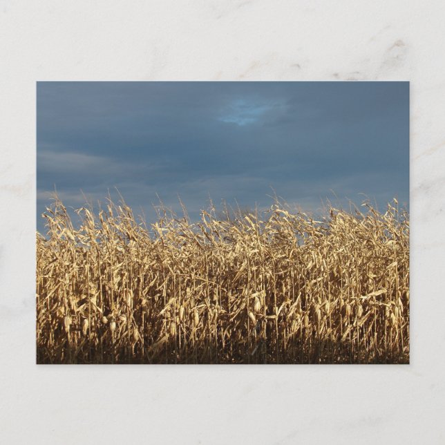 Corn Field Postcard (Front)