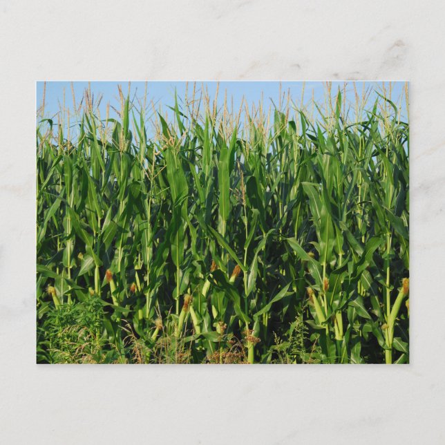 Corn Field Postcard (Front)