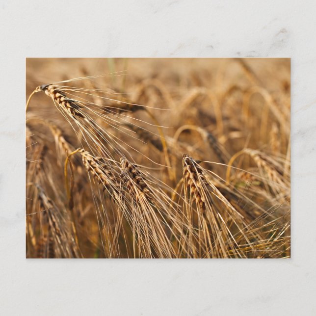 Corn field with grain postcard (Front)