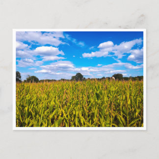 Corn fields under blue sky - photo postcard