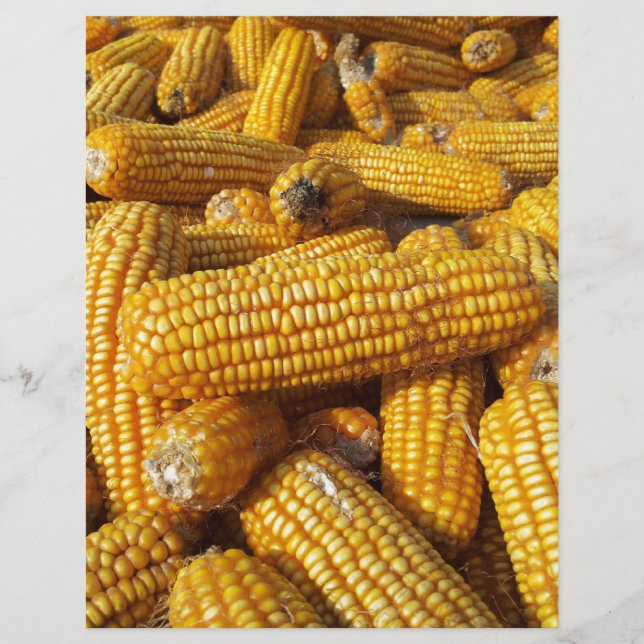 Corn Harvest (Front)