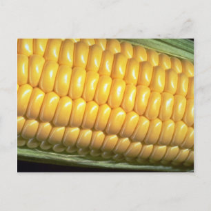 Corn on the cob postcard