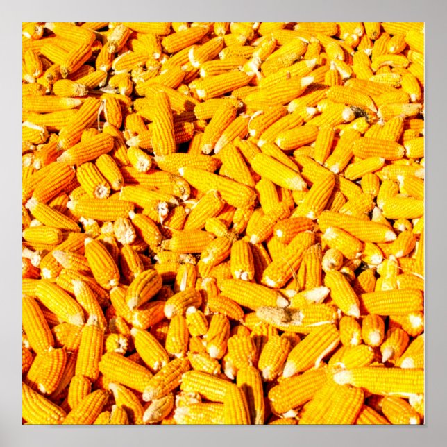 Corn on The Cob Poster (Front)