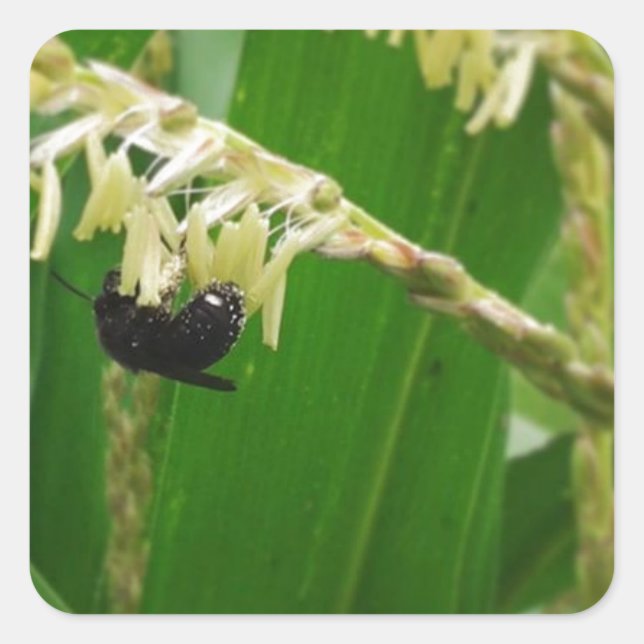 Corn pollen is yummy to the bees today. square sticker (Front)