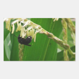 Corn pollen is yummy to the bees today. sticker