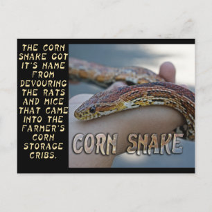 CORN SNAKE POSTCARD