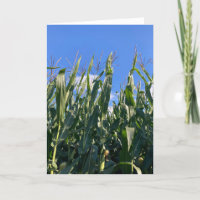 Corn Stalks Blank