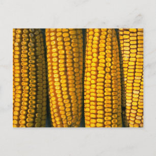 Corn texture postcard