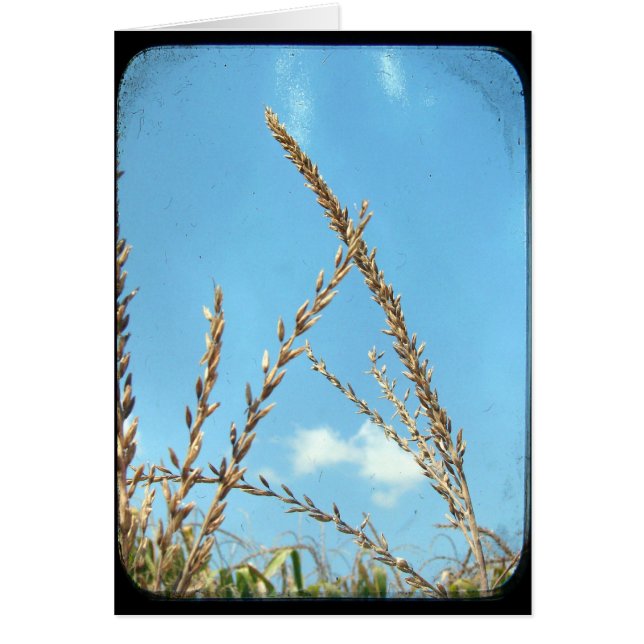 Corne Au Ciel (Devant)