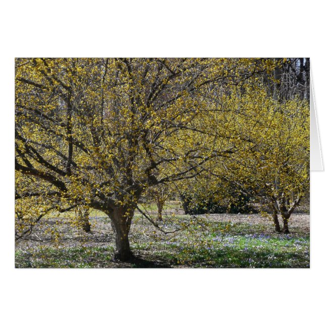 Corneille cerise Dogwood et la gloire de la neige (Devant horizontal)